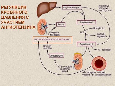 Регуляция кровяного давления