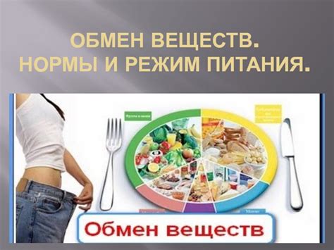 Режим питания и влияние на обмен веществ