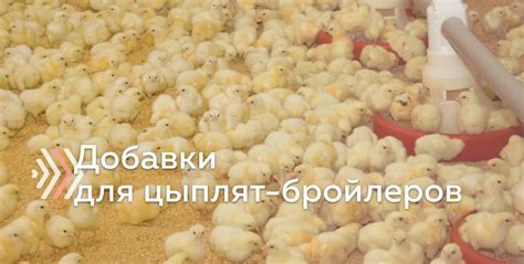 Рекомендации по введению овощей в рацион бройлеров