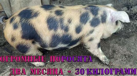Рекомендации по даче рассола от селедки поросятам