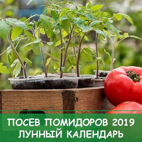 Рекомендации по оптимальной посадке помидоров в грунт