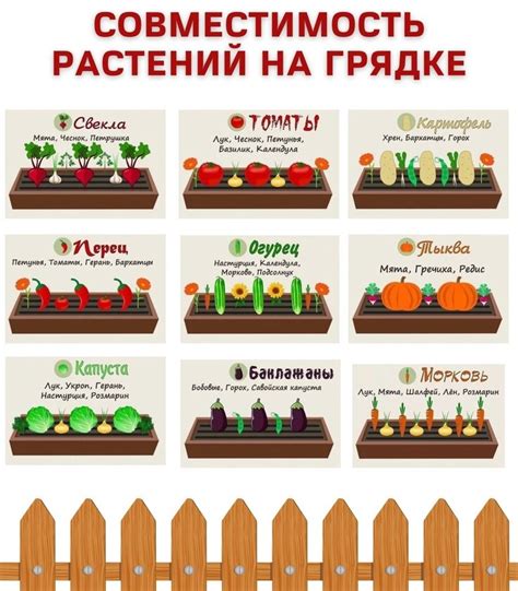 Рекомендации по последовательности посадки на грядке