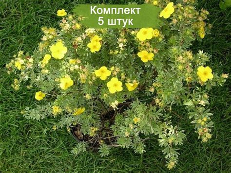 Рецепты чая из лапчатки кустарниковой