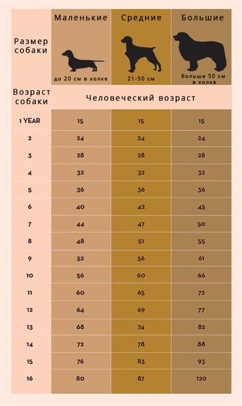Решимость возможного рождения у собаки в возрасте 14 лет