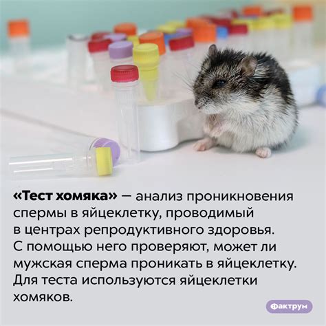 Риск для здоровья хомяка