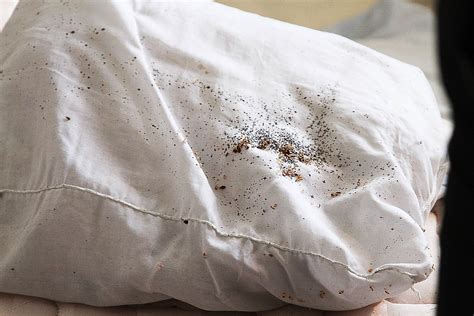 Риск клопов в перьевых подушках: факты и мифы