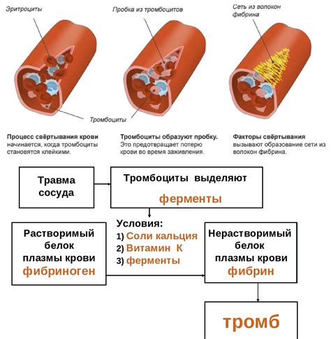 Роль алкоголя в процессе свертывания крови