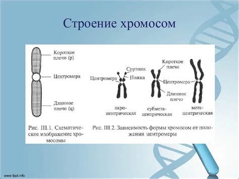 Роль белка в соединении митотических хромосом