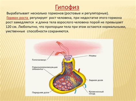 Роль гормонов в возникновении депрессии