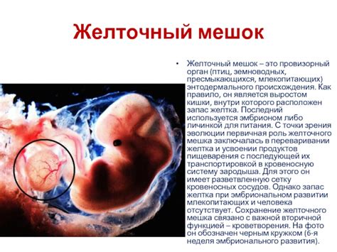 Роль желточного мешка в эмбриональном развитии