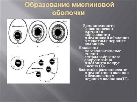 Роль миелиновой оболочки в передаче сигналов
