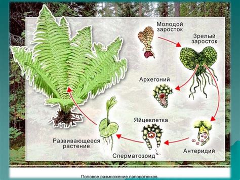 Роль папоротников в биоразнообразии