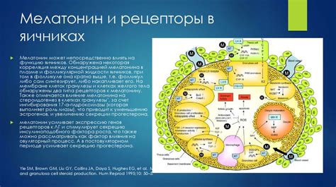 Роль полости тела в репродуктивной системе