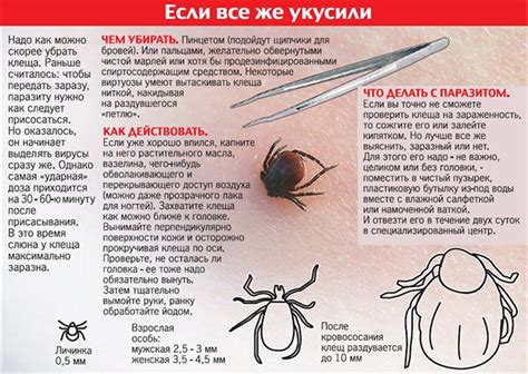 Роль профессионалов в предотвращении и лечении укусов клещей