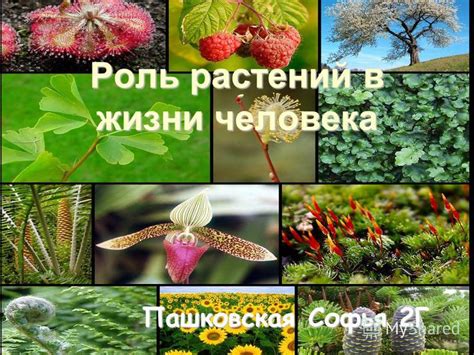 Роль растений в экосистемах