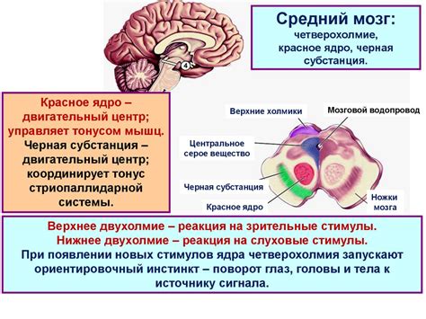 Роль соматической нервной системы