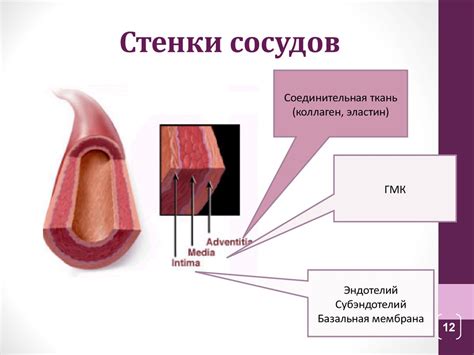 Роль сосудов в закладывании уха
