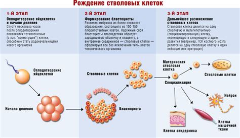 Роль стволовых клеток в процессе восстановления усов