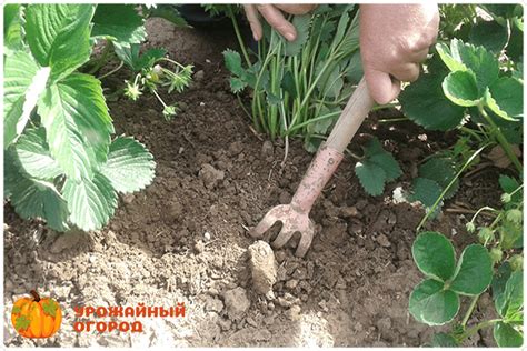 Рыхление клубники осенью