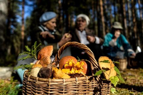 Сбор ягод и грибов как дополнительный доход