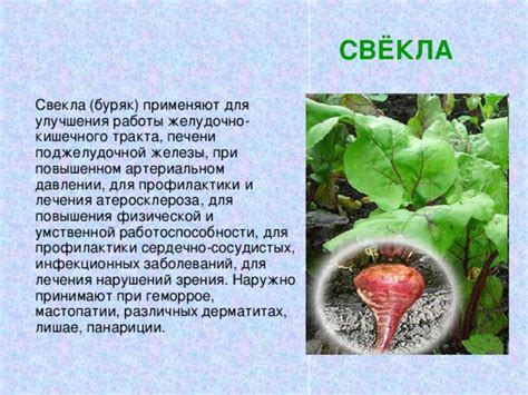 Свекла при эрозии желудочно-кишечного тракта