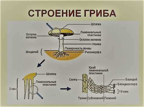 Свойства и характеристики грибов мицелия