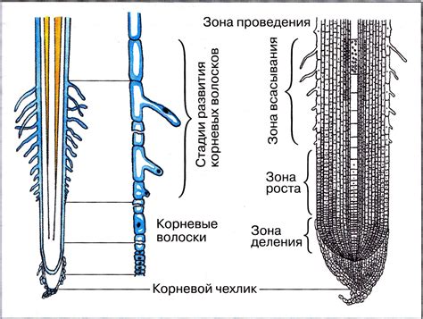 Связь главного корня с другими органами