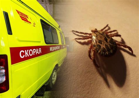 Сезонность укусов клещей