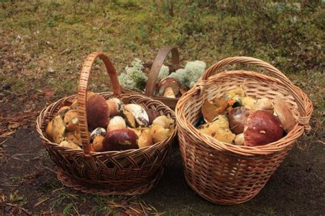 Сезон грибов в Ленинградской области