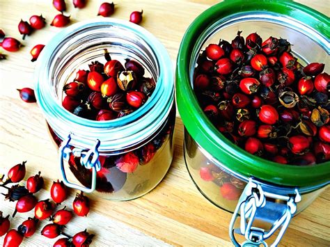 Секреты добавления сиропа шиповника в кофе: неожиданный вкус и оказываемая польза