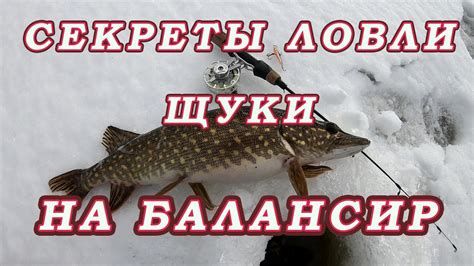 Секреты эффективной ловли щуки днем