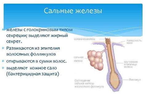 Секреты эффективной терморегуляции: роль сальных потовых желез