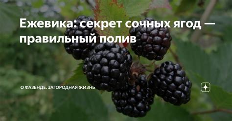 Секрет успеха: правильный выбор и подготовка ягод