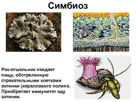 Симбиоз с животными и микроорганизмами