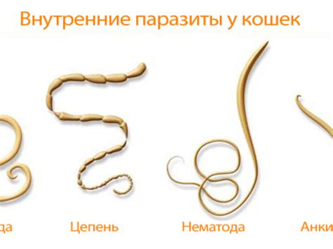 Симптомы глистов у новорожденных котят