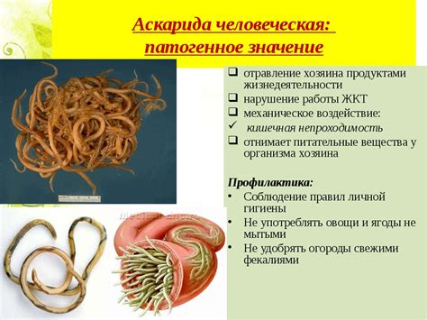 Симптомы и признаки заражения глистами