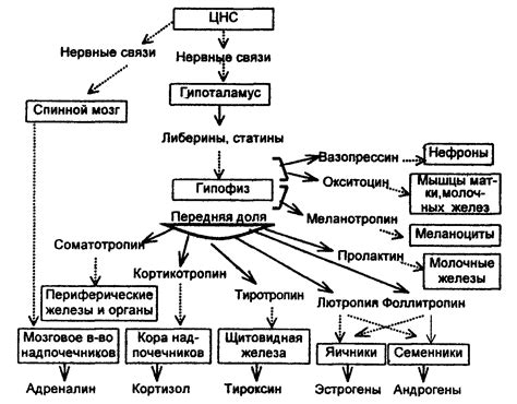 Система обмена веществ