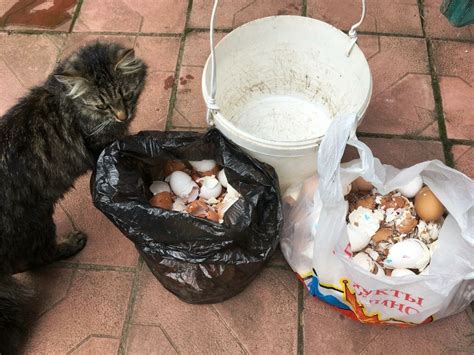Скорлупа от яиц: полезность для кошек