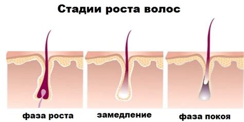 Скорость роста волос и его зависимость от депиляции кремом