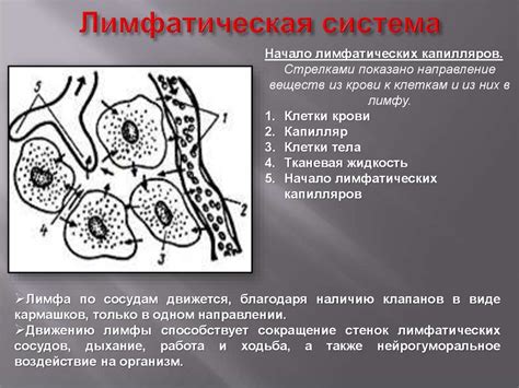 Снижение активности лимфатической системы