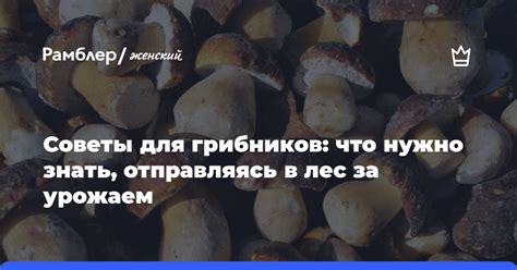 Советы для грибников