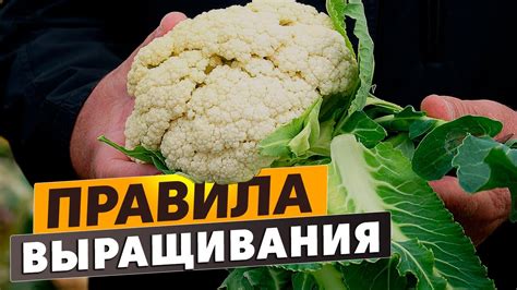 Советы и рекомендации по размораживанию морской капусты