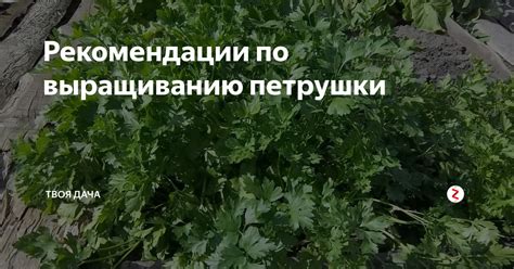 Советы и рекомендации по сушке петрушки