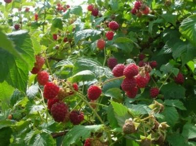 Советы по выбору качественной малины