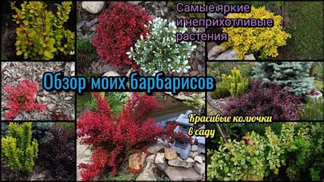 Советы по выбору сортов барбариса для посадки под фруктовыми деревьями