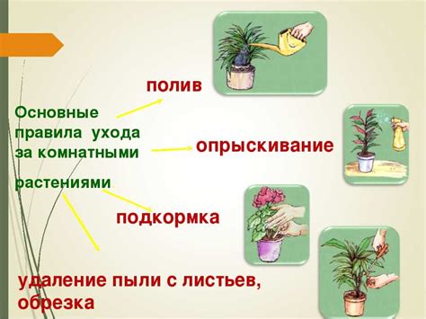 Советы по уходу за растениями с использованием мха