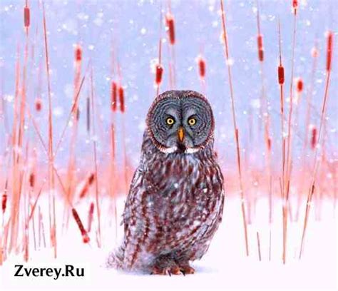 Совы и зимний переезд