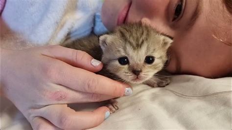 Создание дружбы и партнерства: зачем нужны котята