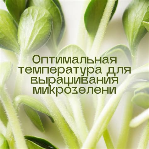Способствует более равномерному прожариванию опят