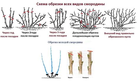 Способы обрезки в зависимости от сезона